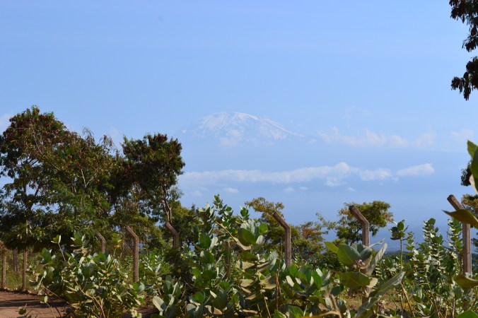 Timide Kilimanjaro