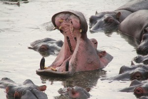 photo from familyadventures.com