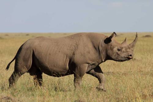 Photo Loïc Mathel sur Melting Pot Safaris