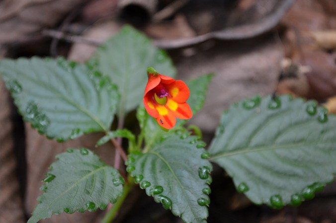 Impatiens Kilimanjari