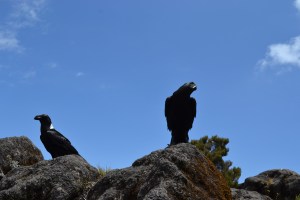 corvus albicollis