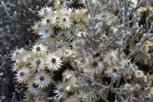 bouquet d'immortelles