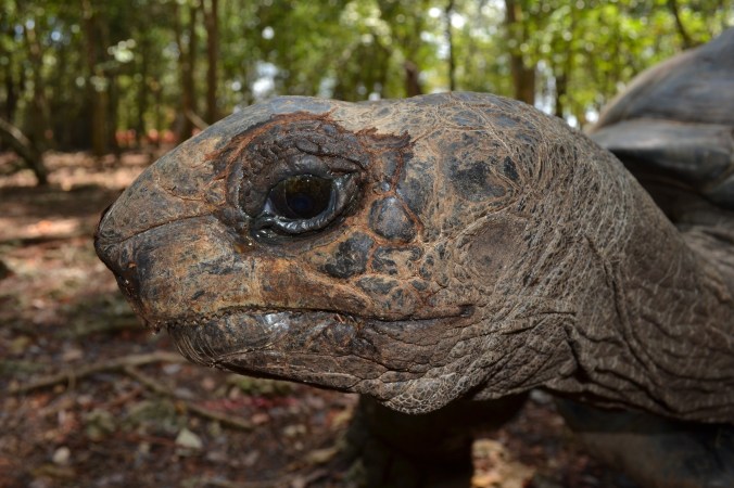 Grattez la sous le cou, elle se lèvera!