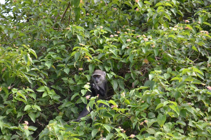 Un cercopithèque diadème ou singe bleu